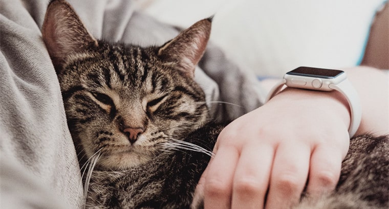5 Reasons Why Your Cat Sleeps on You