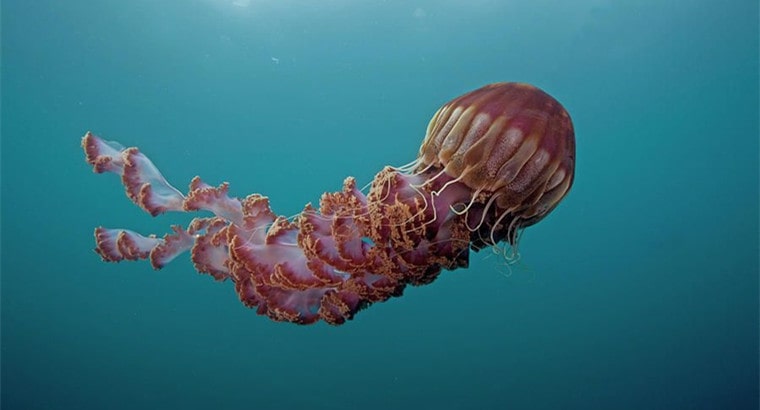 Black Sea Nettle Jellyfish