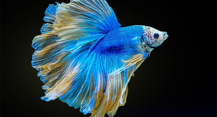 Can Two Bettas Live Together