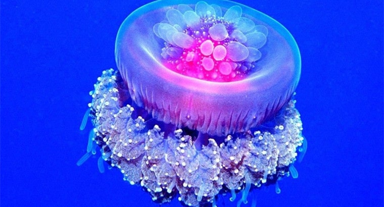 Cauliflower Jellyfish