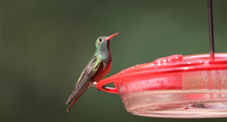 How To Attract Hummingbirds