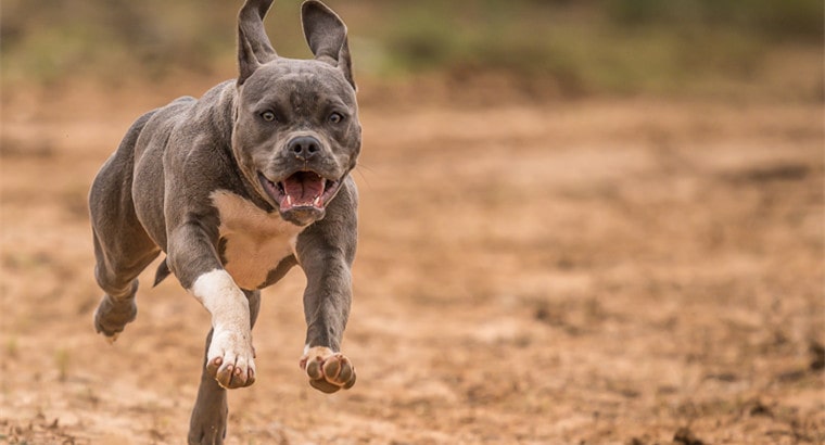 How To Increase Your Pitbull’s Lifespan