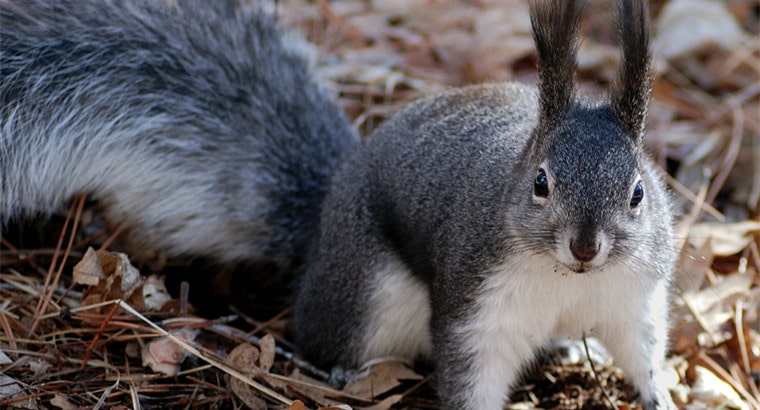 Squirrel Introduction