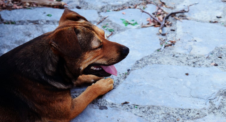 Top 7 Reasons Why Dogs Eat Poop