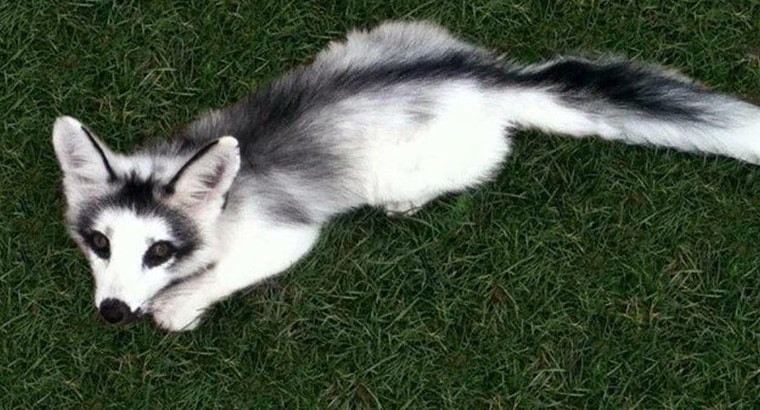 What Is a Canadian Marble Fox