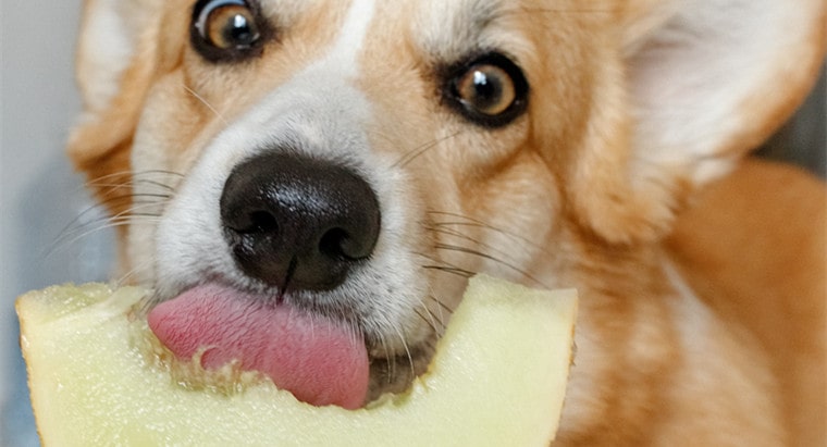 Why Dogs Should Eat Fruits and Vegetables