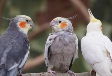 cockatoo lifespan