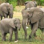 how long do elephants live