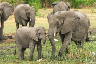 how long do elephants live