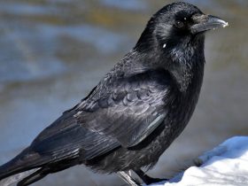 raven as a pet