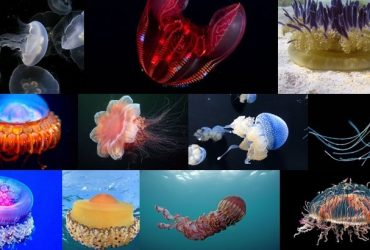 types of jellyfish
