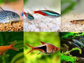 what fish can live with bettas