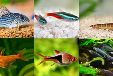 what fish can live with bettas