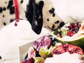 what fruits and vegetables can dogs eat