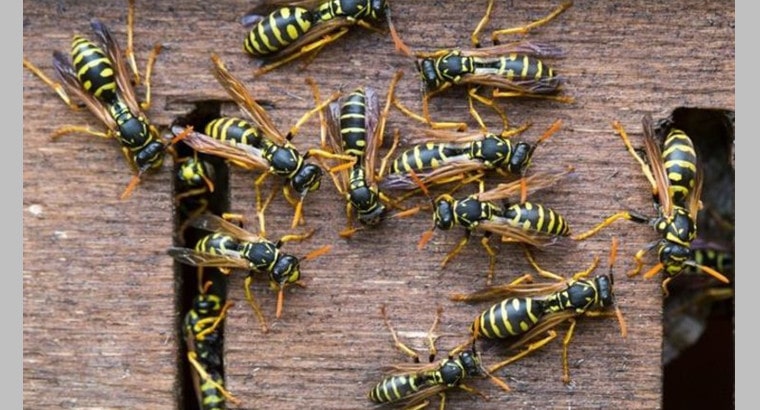 Kinds of Wasps