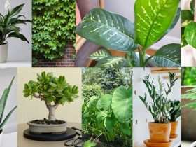 houseplants that are poisonous to dogs