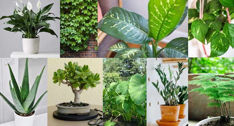 houseplants that are poisonous to dogs