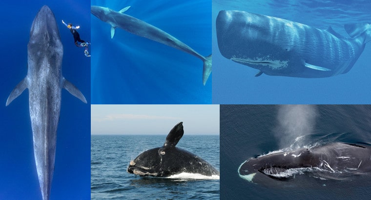 largest whales in the world