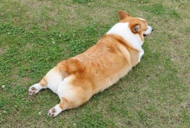 why do dogs sploot