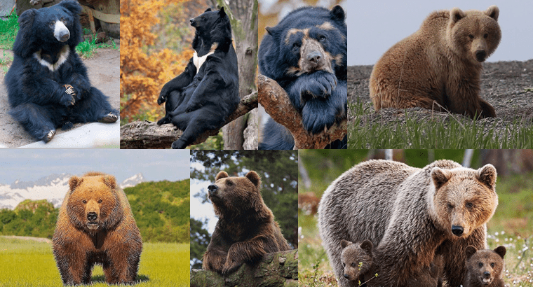 biggest bears in order