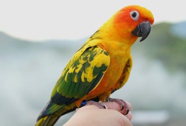 parrot pet supplies 101