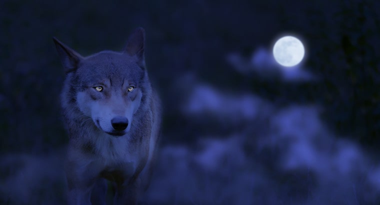 night coyote hunting