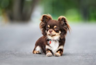 Creative Tag Ideas for Your Puppy