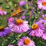 creating pollinator garden