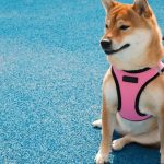 different types of dog harnesses