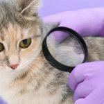 symptoms and cures of cat fleas