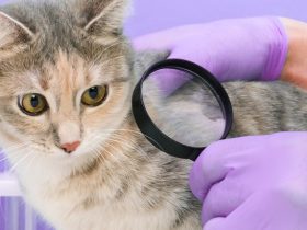symptoms and cures of cat fleas
