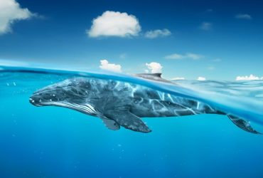 facts about blue whales