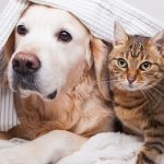 animals to keep as pets