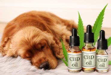 Considering Cannabidiol Medications for Dogs
