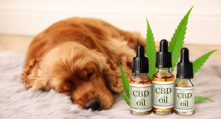 Considering Cannabidiol Medications for Dogs