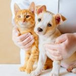 Guide to Proper Pet Care