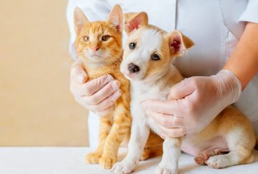Guide to Proper Pet Care