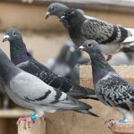 Successful Pigeon Control Techniques