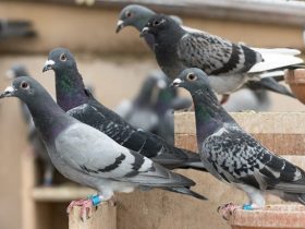 Successful Pigeon Control Techniques