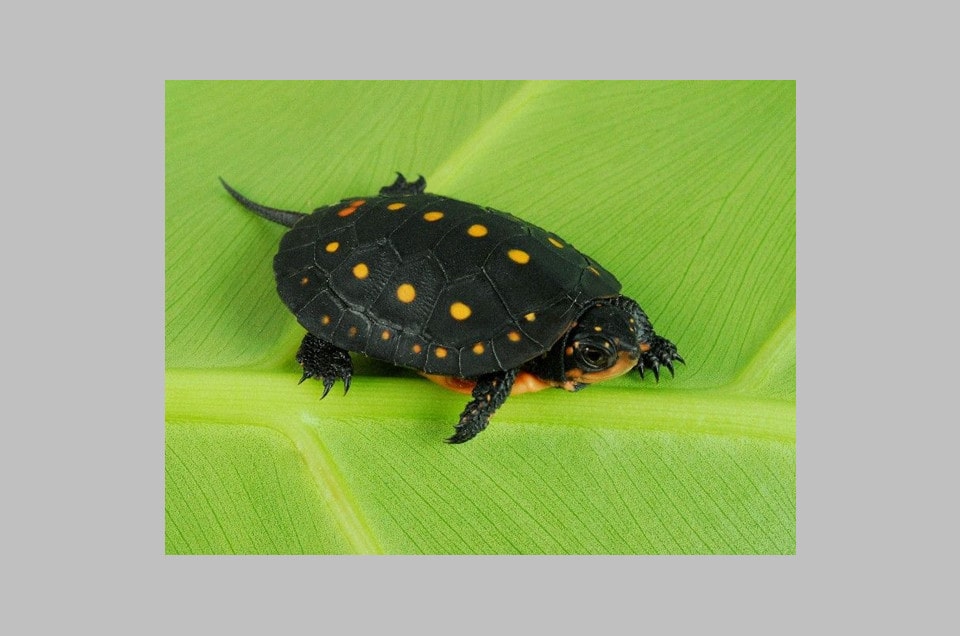 Michigan Spotted Turtle