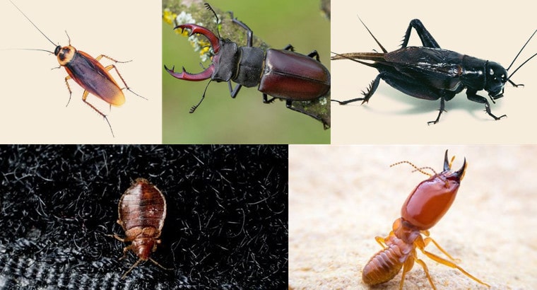 types of bugs that look like cockroaches