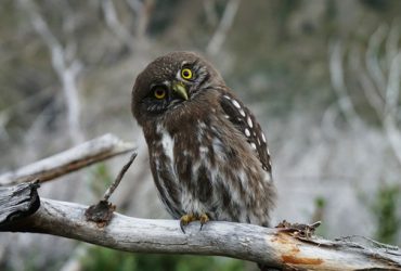 what it means when an owl hoots at night